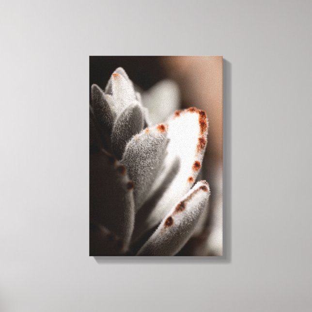 Impressão Em Tela Suculente Verde Sage com Dicas Marrons (Frente)