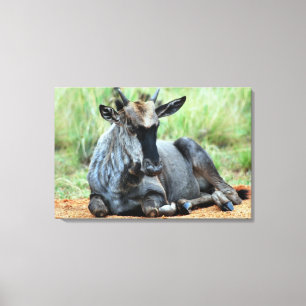 Impressão Em Tela Sul - Wildebeest africano