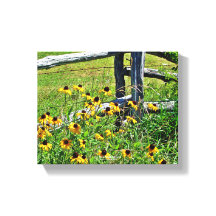 Summer Blue Ridge Parkway EUA Foto de flor selvage