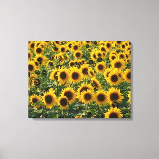 Impressão Em Tela Summer Sunflower Field