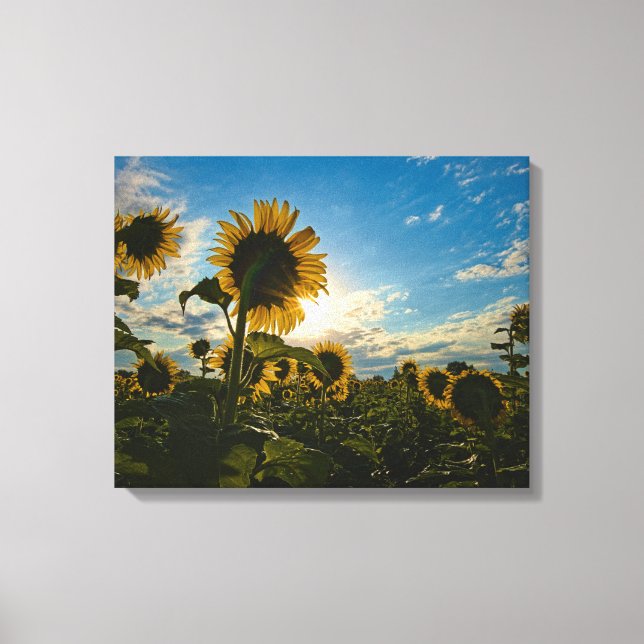 Impressão Em Tela Sunflower Morning (Frente)