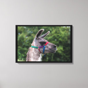 Impressão Em Tela Superioridade Llama