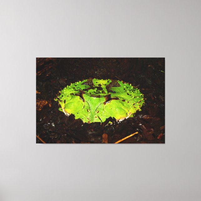 Impressão Em Tela Surinam Hormona Ceratophrys Cornuta (Frente)