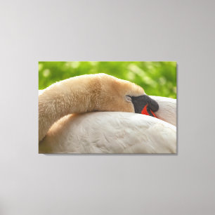 Impressão Em Tela Swan de Sono