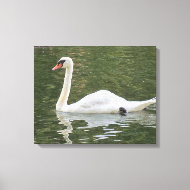 Impressão Em Tela Swan Nadado (Frente)