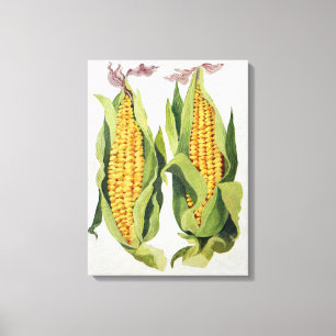 Impressão Em Tela Sweetcorn 2013