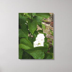 Impressão Em Tela Syringa, Flor Lilac Branco com Colírio
