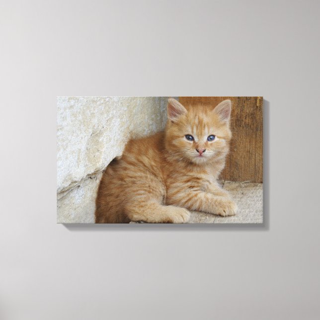 Impressão Em Tela Tabby Tomcat Kitten (Frente)