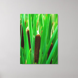 Impressão Em Tela Taboas no Pântano Cattail no Colorado