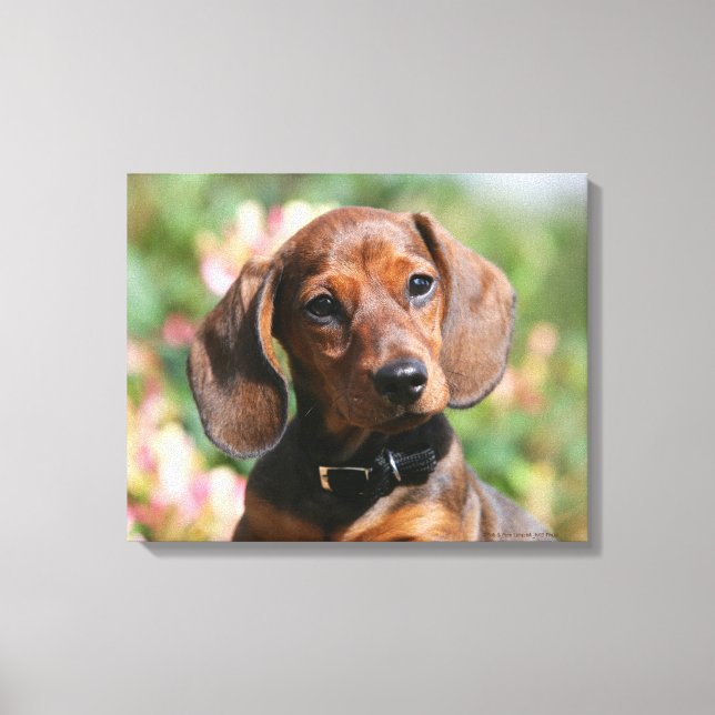 Impressão Em Tela Tan Minelle Dachshund (Frente)