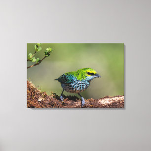 Impressão Em Tela Tangara-de-garganta-prateada na Costa Rica