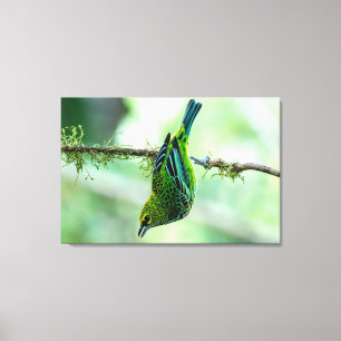 Impressão Em Tela Tangara-de-garganta-prateada na Costa Rica