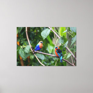 Impressão Em Tela Tangarás Azul-Laranja Vibrantes Empoleirados Junto