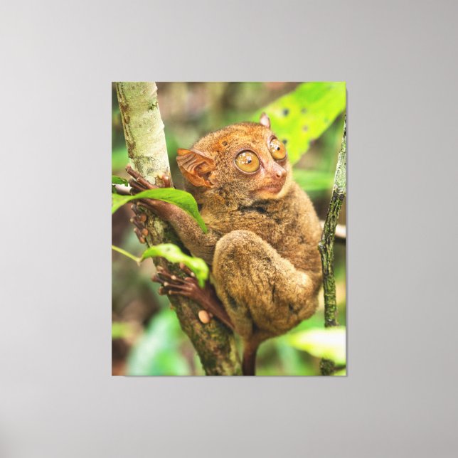 Impressão Em Tela Tarsier Monkey Willife Animal (Frente)