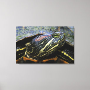 Impressão Em Tela Tartaruga-de-ouvido-vermelho, Trachemys scripta el
