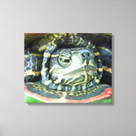 Impressão Em Tela Tartaruga Pintada (Chrysemys picta) 2