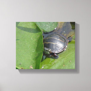 Impressão Em Tela Tartaruga Pintada de Bebê em Lily Pads