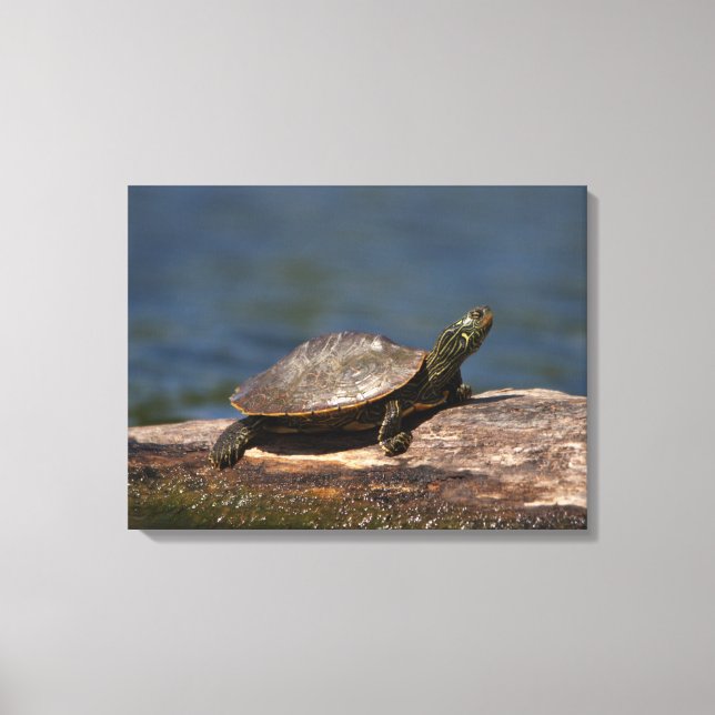 Impressão Em Tela Tartaruga pintada em um tronco (Frente)