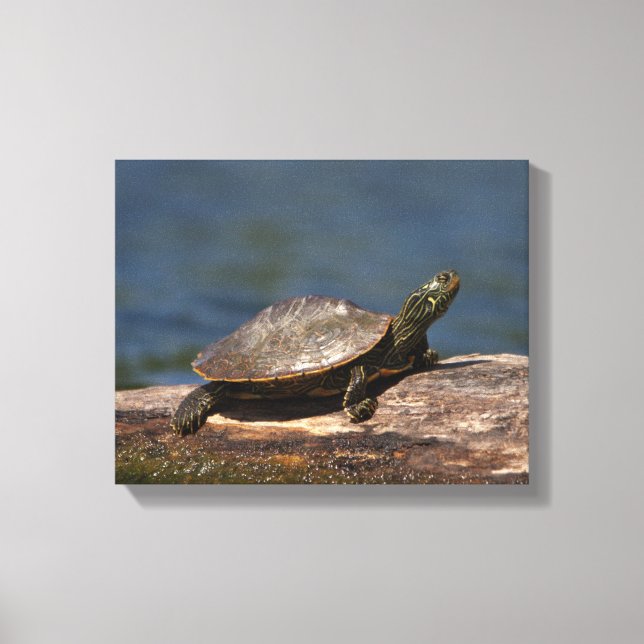 Impressão Em Tela Tartaruga pintada em um tronco (Frente)