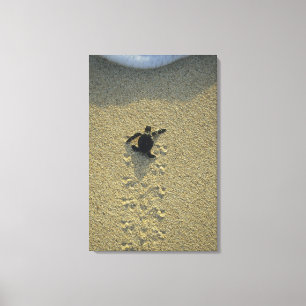 Impressão Em Tela Tartaruga Verde, (Chelonia mydas), filhote