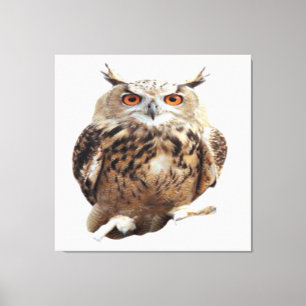 Impressão Em Tela Tawny Owl com Garras
