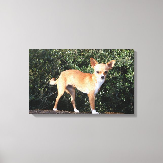 Impressão Em Tela Teacup Chihuahua Puppy (Frente)