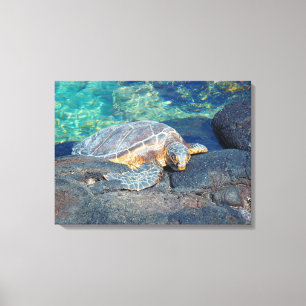 Impressão Em Tela Tela da tartaruga solar Kiholo Bay Hawaii
