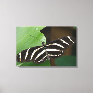 Impressão Em Tela Tela de borboleta de zebra bonito