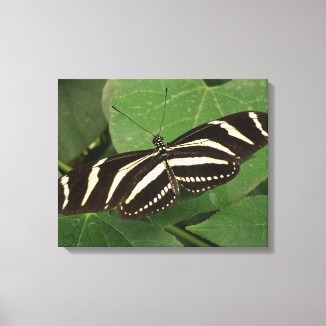 Impressão Em Tela Tela de borboleta Zebra Longwing (Frente)
