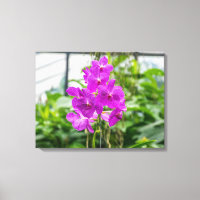 Tela de exibição de orquídeas roxas