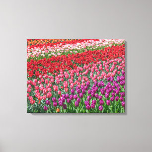 Impressão Em Tela Tela de tela de exibição de campo de tulipas color