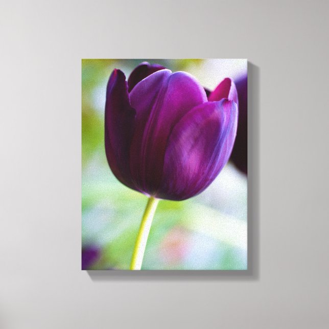 Impressão Em Tela Tela de tulipa púrpura (Frente)