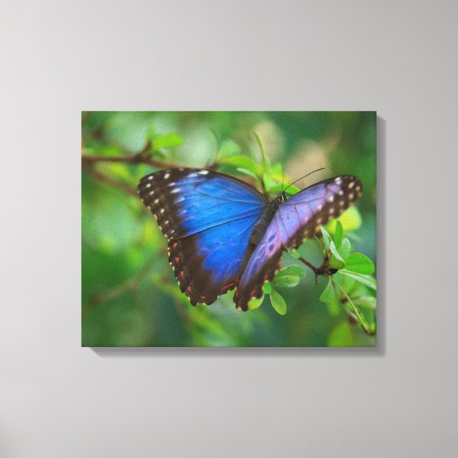 Impressão Em Tela Tela Esticada Borboleta Azul (Frente)