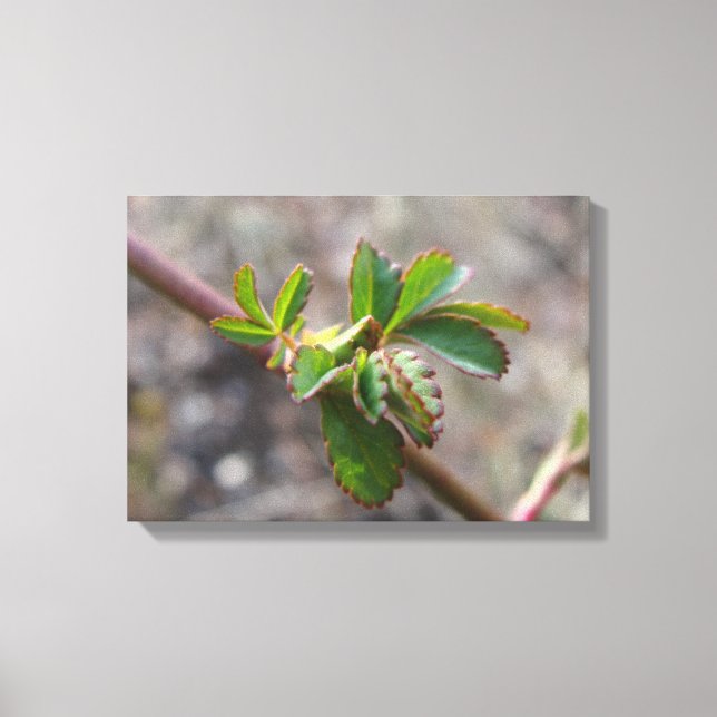 Impressão Em Tela Tela impressa com botão de flor. (Frente)