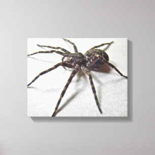 Impressão Em Tela Tenebrosus de Dolomedes - aranha da pesca