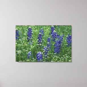 Impressão Em Tela Texas, Lago Buchanan. Texas Bluebonnet e Selvagem