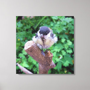 Impressão Em Tela Tidi, meu Pássaro, o Parus Major