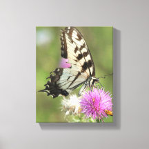Tiger Swallowtail em Thistle
