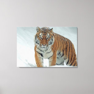 Impressão Em Tela Tigre