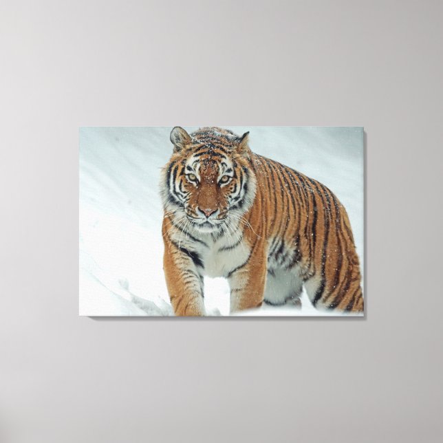 Impressão Em Tela Tigre (Frente)