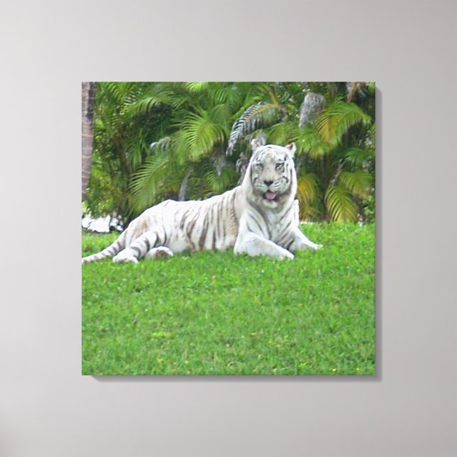 Impressão Em Tela Tigre Branco Descansando em Prado Verde Tranquilo (Frente)