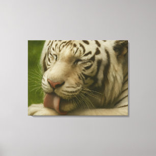 Impressão Em Tela Tigre Branco no Ritual de Alinhamento Privado