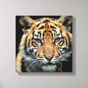 Impressão Em Tela Tigre Cub psto em perigo