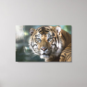 Impressão Em Tela Tigre-de-sumatra macho (Panthera tigris sumatrae)