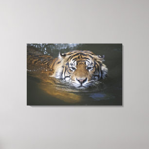 Impressão Em Tela Tigre de Sumatran, sumatrae de tigris do Panthera