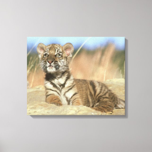 Impressão Em Tela Tigre Siberiano (Frente)