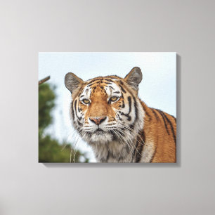 Impressão Em Tela Tigre Siberiano na Natureza