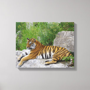 Impressão Em Tela Tigre Siberiano Relaxando em uma Pedra