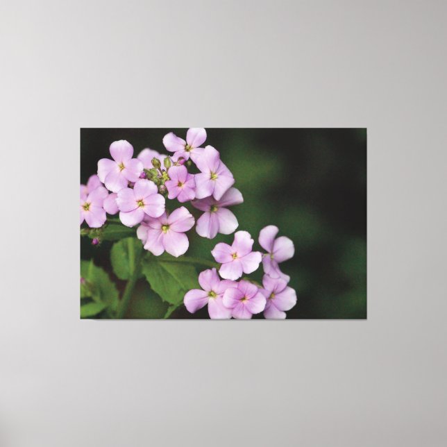 Impressão Em Tela Tiny Mauve Floral Phlox (Frente)