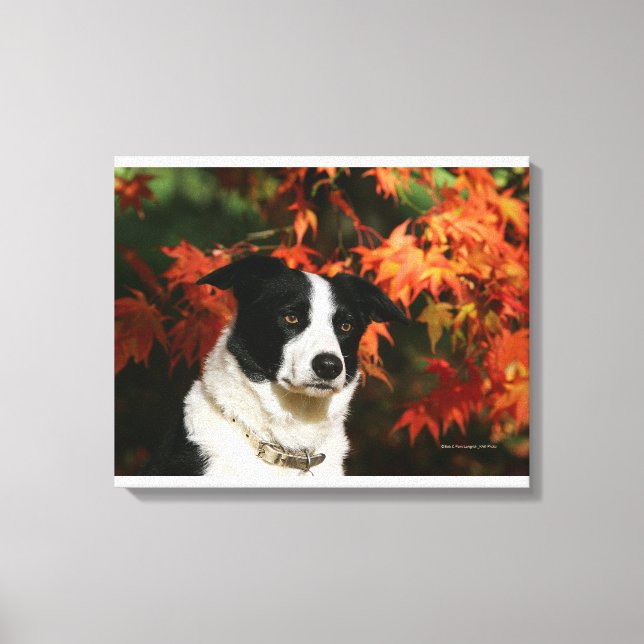 Impressão Em Tela Título do outono da Collie de Fronteira (Frente)
